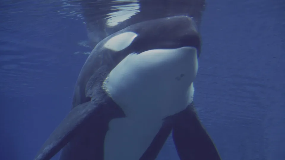Família francesa tem barco afundado por sete orcas no Atlântico; vídeo