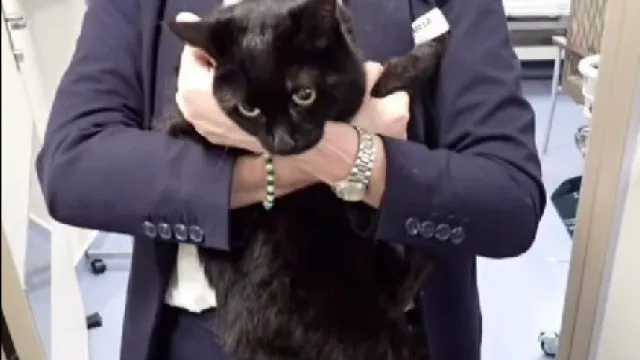 Cruzeiro salva marinheiro e gata "em apuros" em alto mar. "Surreal"